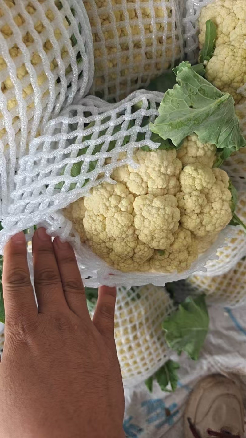精品有机花菜，青梗白面，