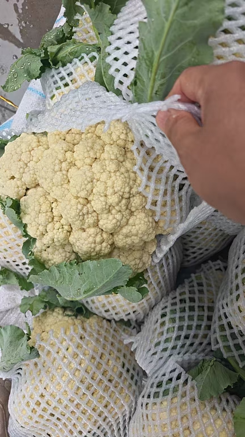 精品有机花菜，青梗白面，