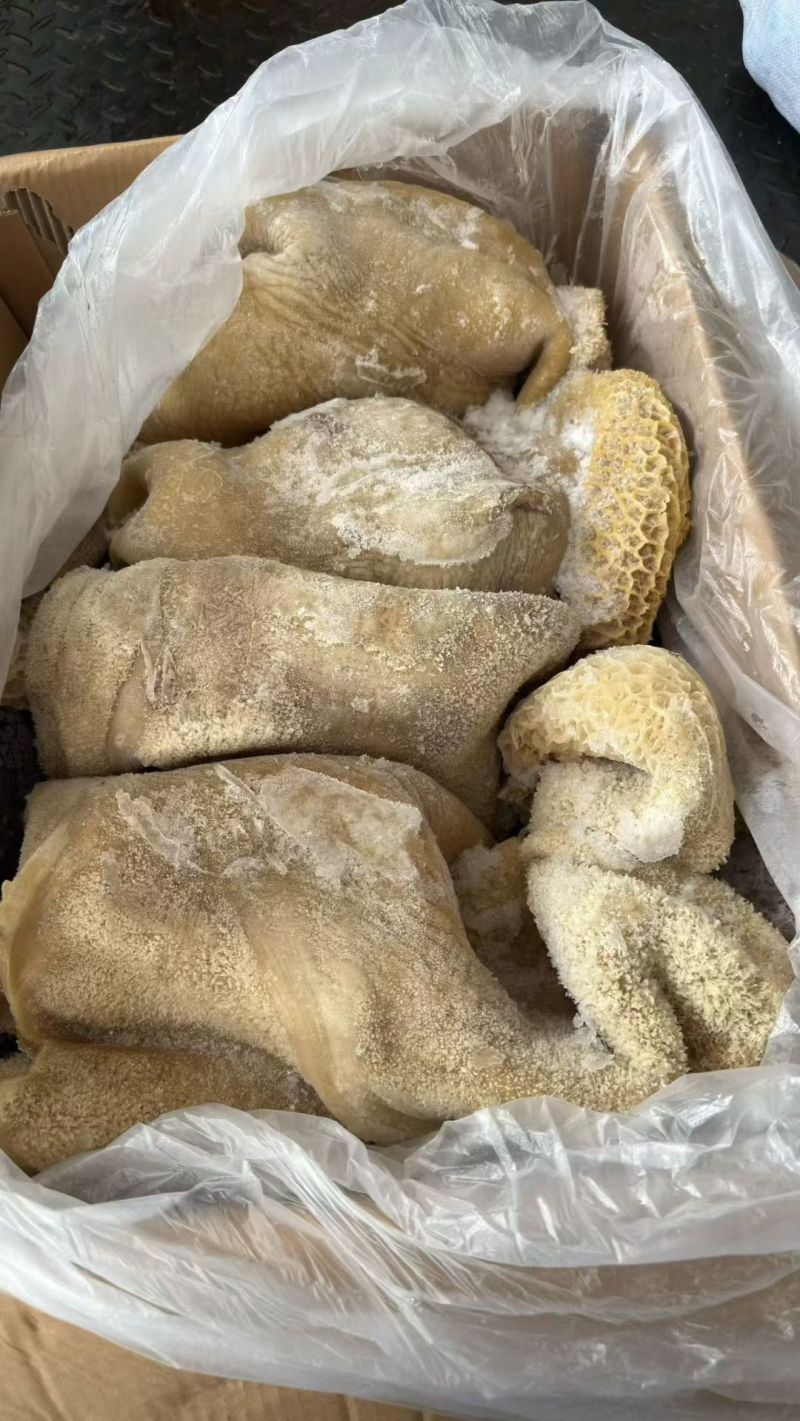 牛肚带金肚