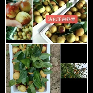 沾化冬枣大果包邮