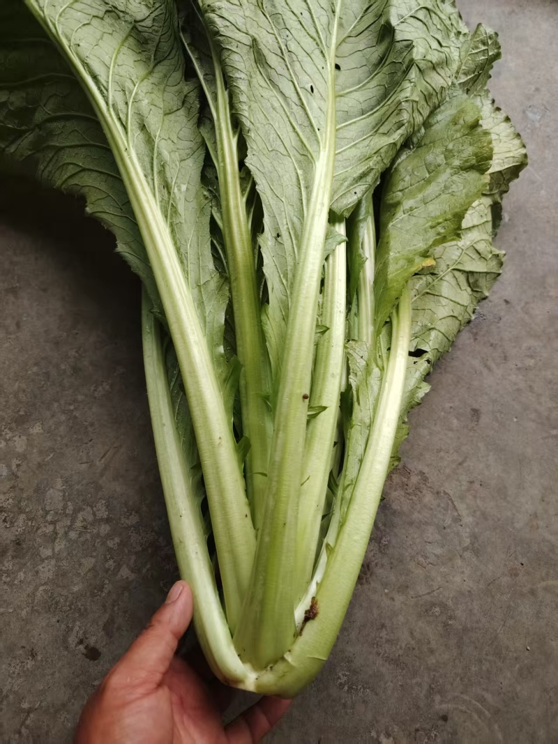 贵州酸菜