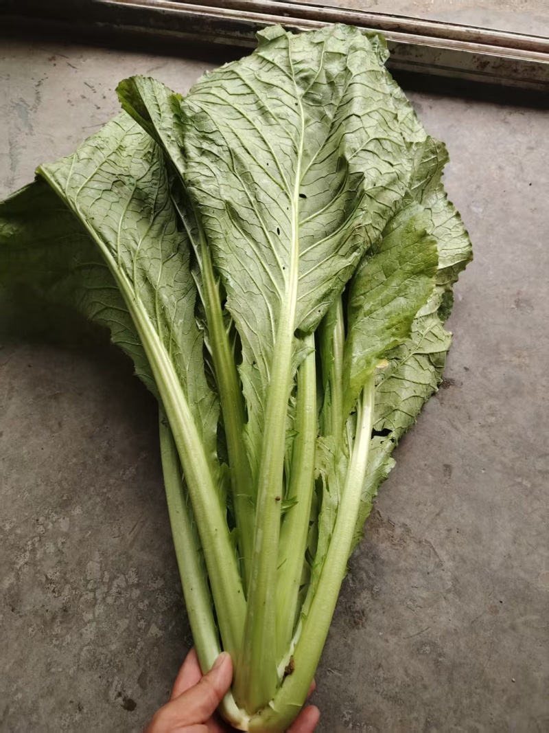 贵州酸菜