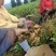 自家种植黑花生