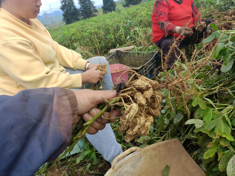自家种植黑花生