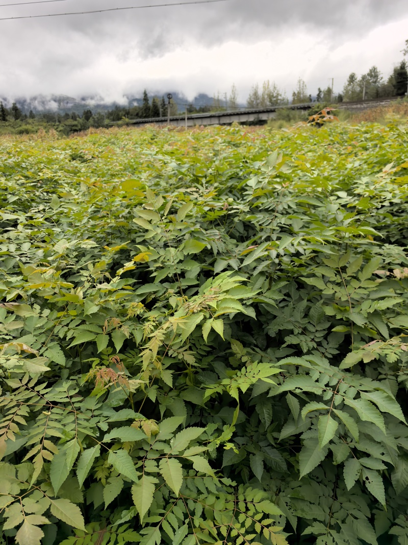 栾树苗