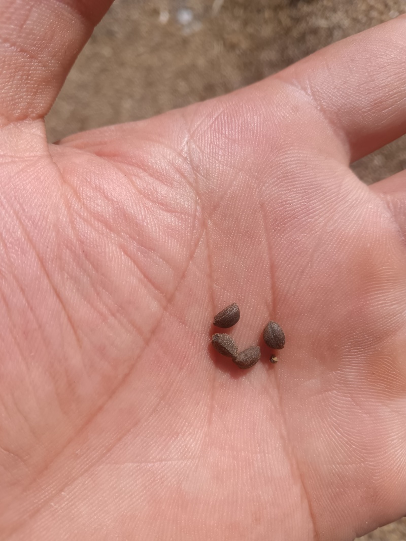 狗尾巴草籽，灰菜籽，喇叭花籽。