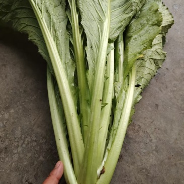青菜