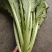 青菜