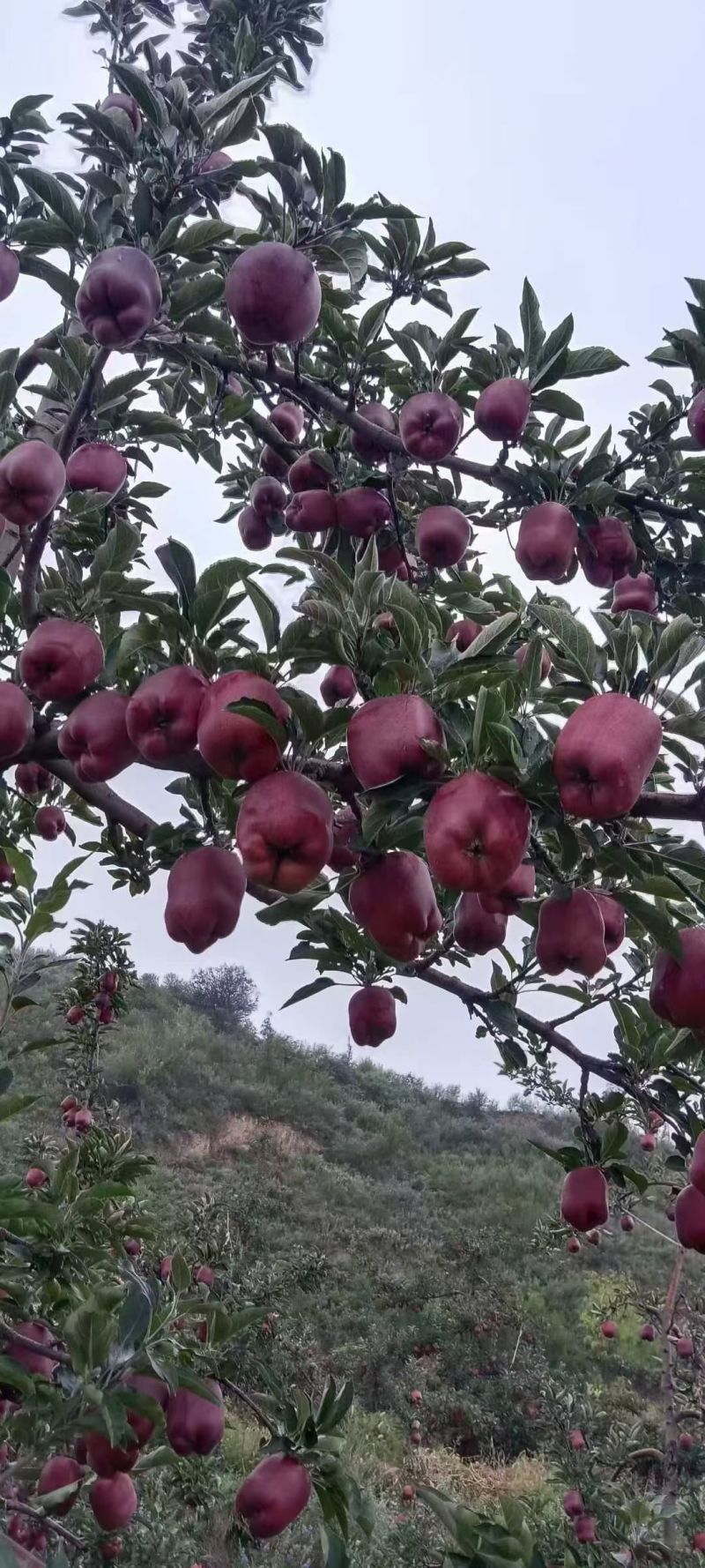 天水花牛苹果一件代发/整车发运