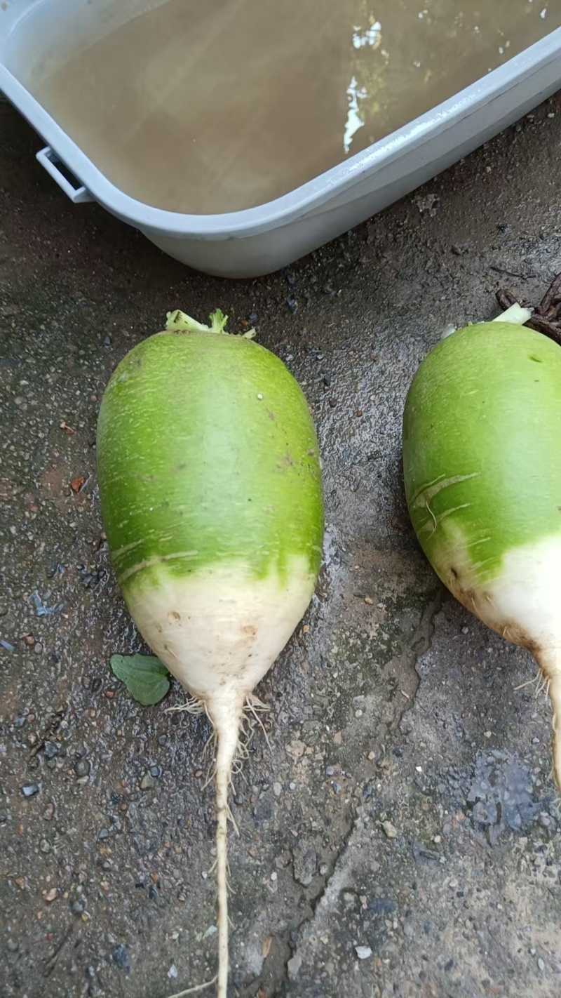 自家种的青萝卜