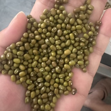 缅甸精品油绿豆