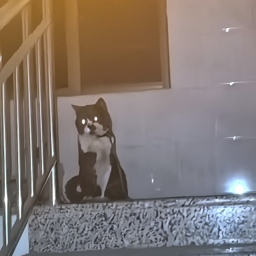 猫