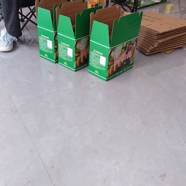 修文猕猴桃