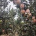 早富士苹果和中秋王苹果
