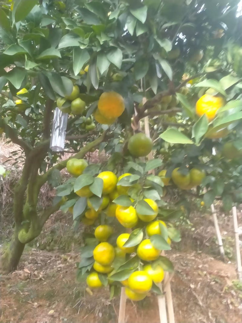 黄金桔子，现摘大中果