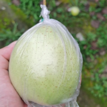 鸭梨