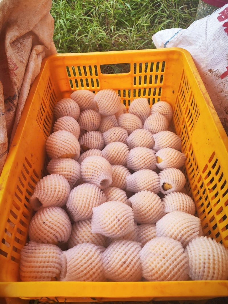 自然树上熟果，精品大果、中果，只有少量。