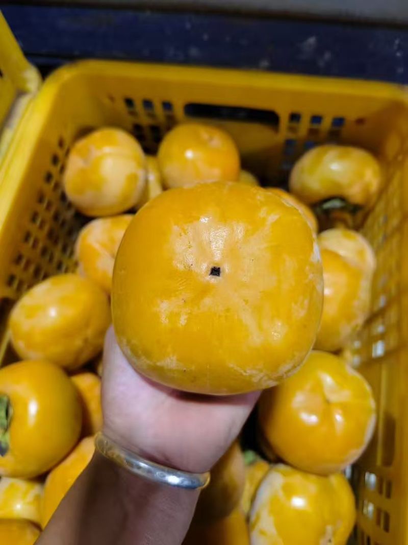 云南保山次郎脆柿