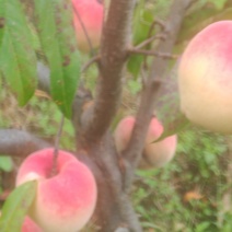 紫溪山雪桃🍑