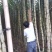 黄皮手撕甘蔗