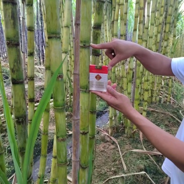 黄皮手撕甘蔗