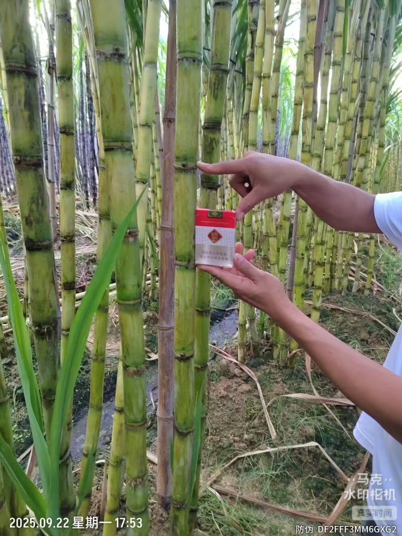 黄皮手撕甘蔗