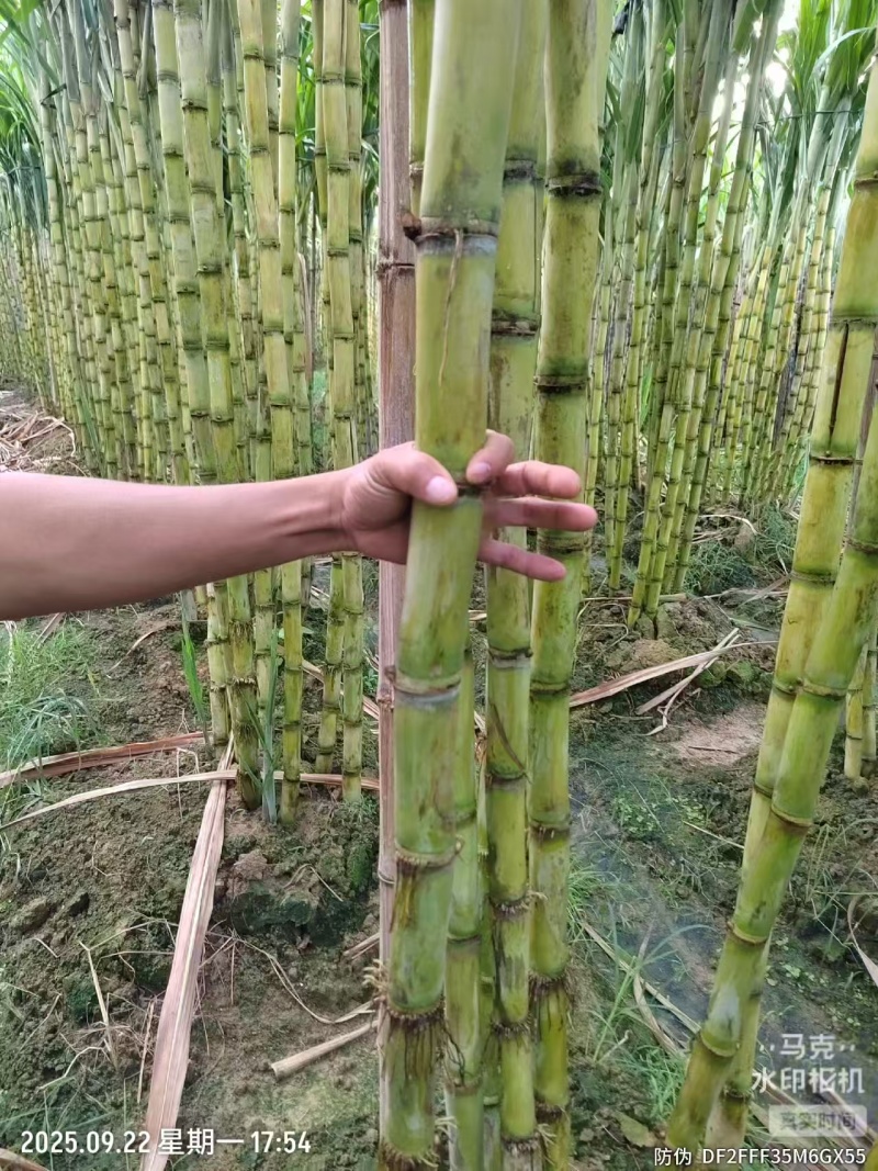 黄皮手撕甘蔗