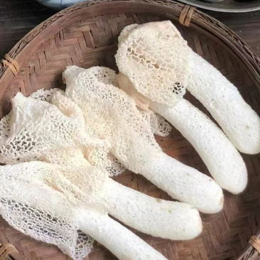 贵州织金竹荪