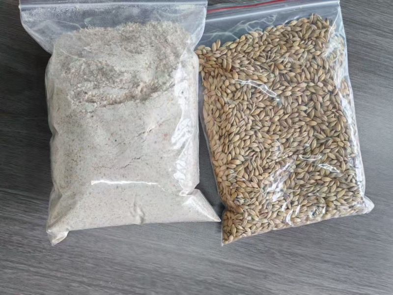 哈萨克斯坦大麦