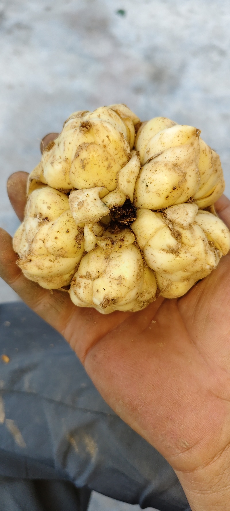 鲜百合