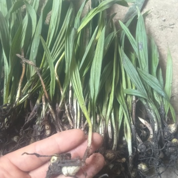 毛慈菇100颗起发基地直供