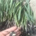 毛慈菇100颗起发基地直供