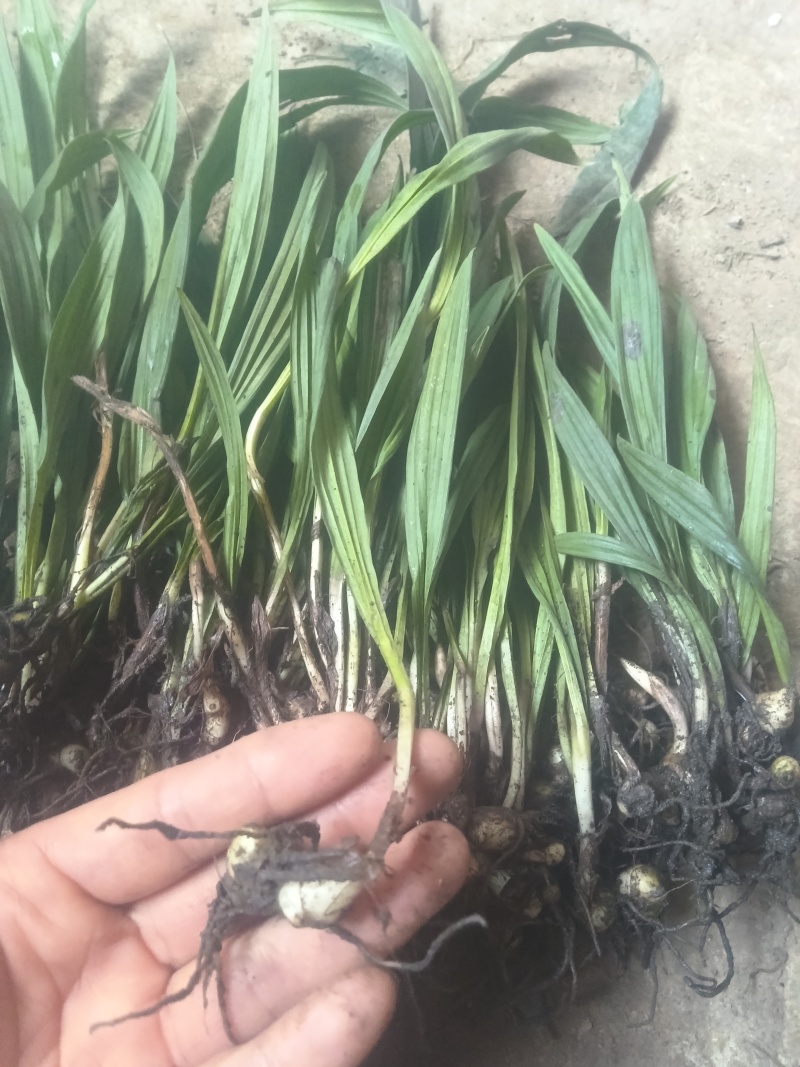 毛慈菇100颗起发基地直供