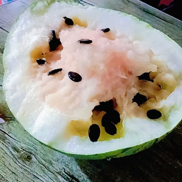 景泰寺滩籽瓜