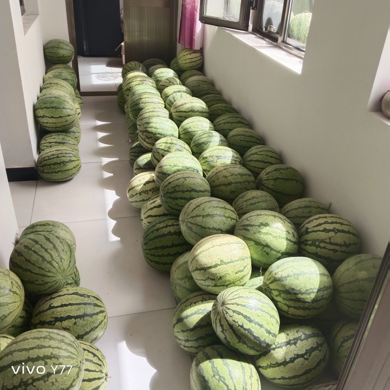 景泰寺滩籽瓜