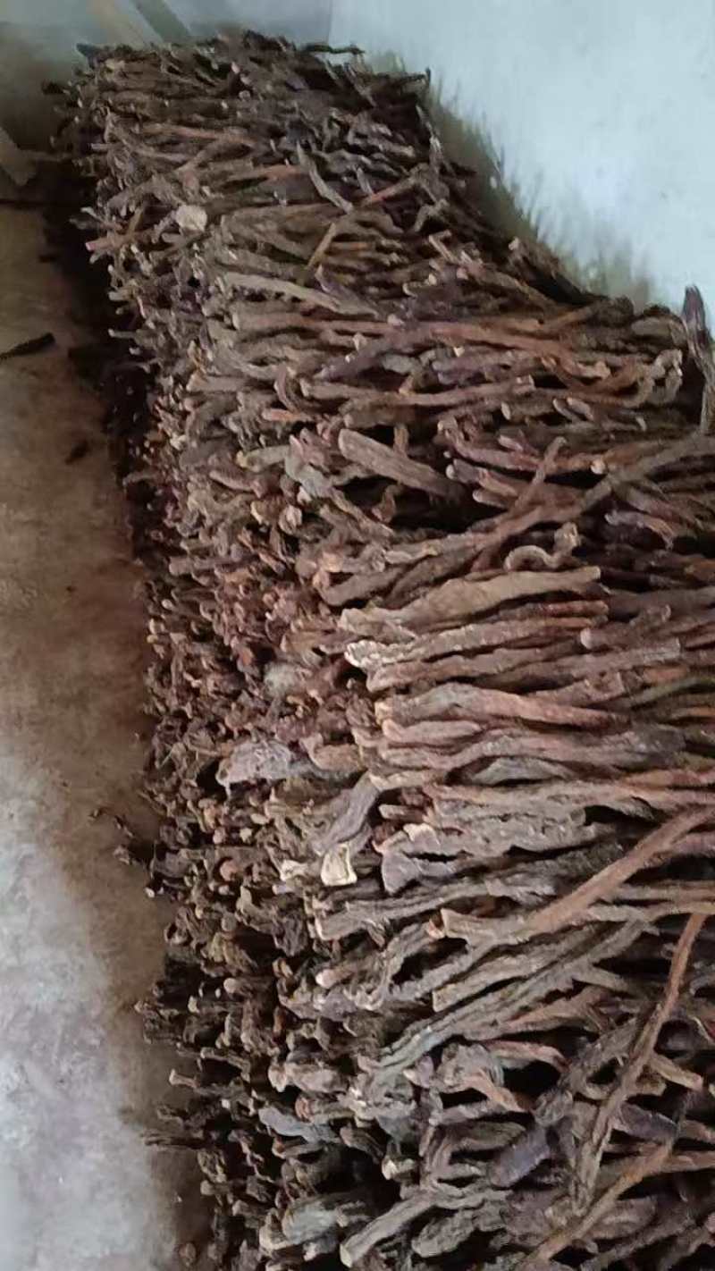内蒙古阿拉善左旗沙漠肉苁蓉金锁阳