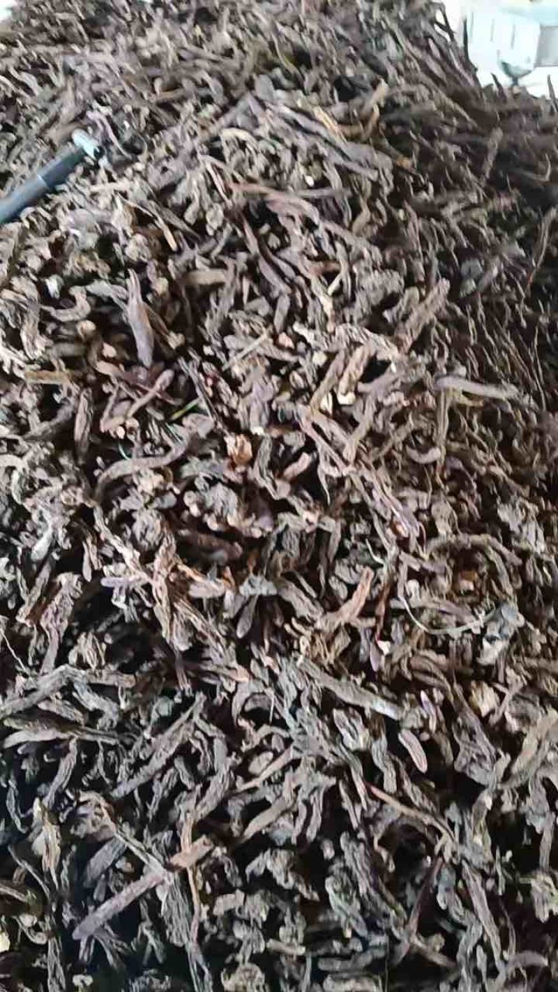 内蒙古阿拉善左旗沙漠肉苁蓉金锁阳