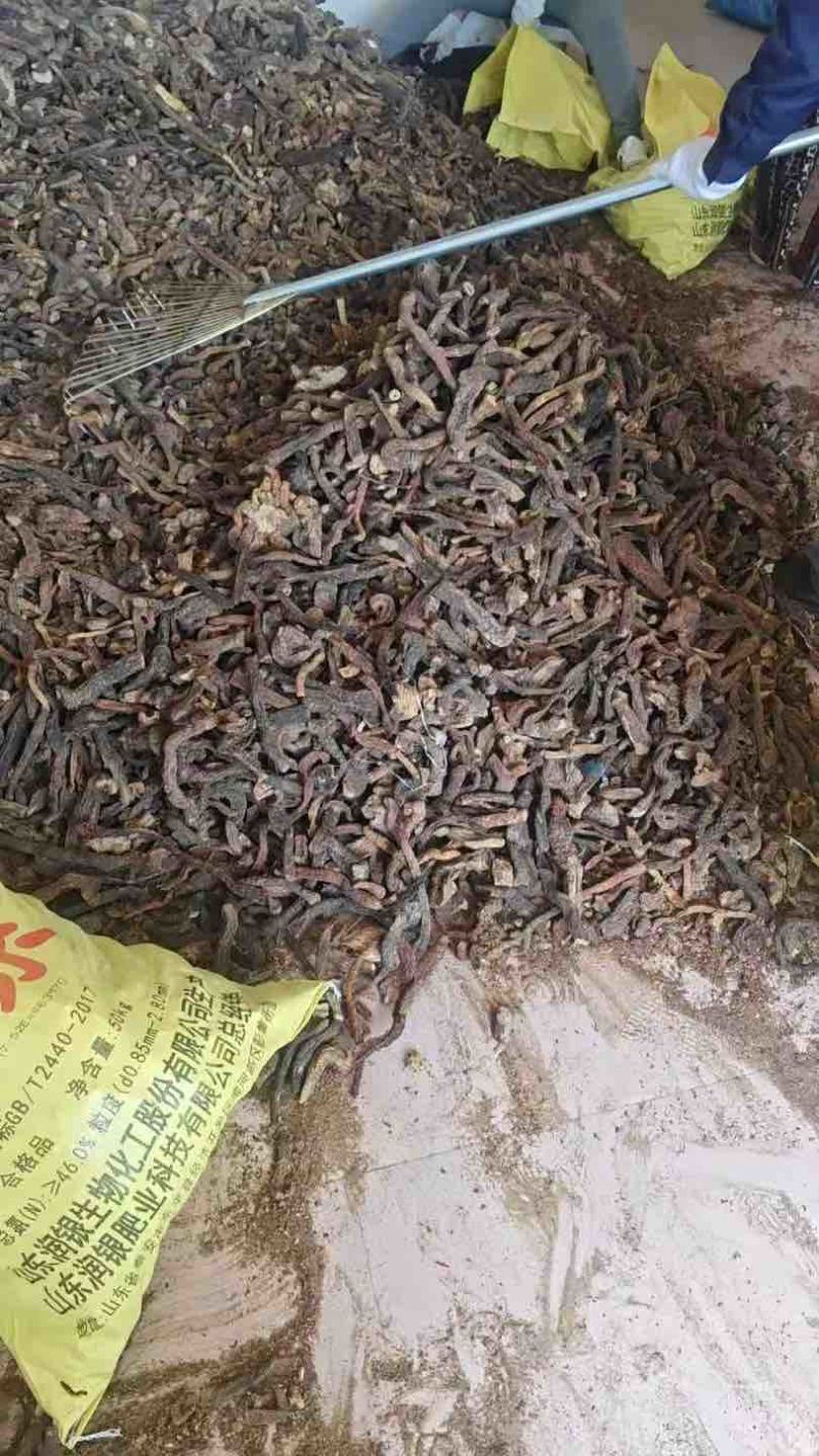 内蒙古阿拉善左旗沙漠肉苁蓉金锁阳
