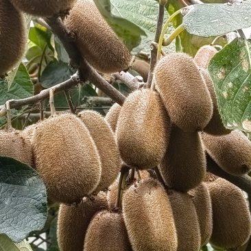 修文贵长猕猴桃🥝