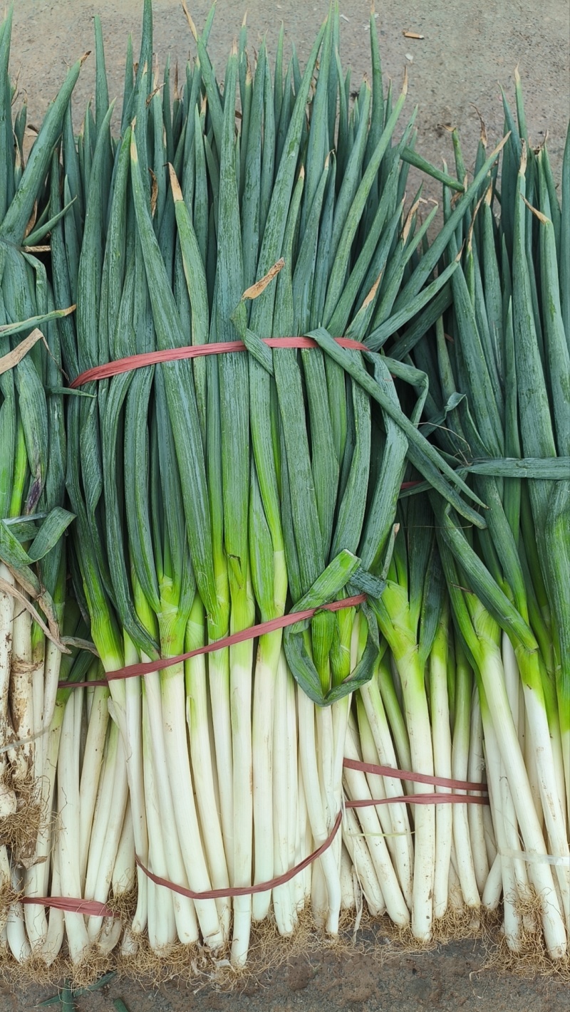 山东铁杆大葱