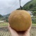 湖南城步苗香梨