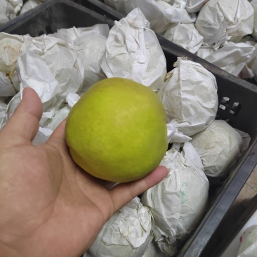 砀山青皮梨