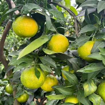 眉山爱媛38号果冻橙，现在开始接受预订