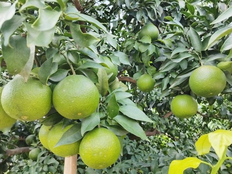 眉山爱媛38号果冻橙，现在开始接受预订