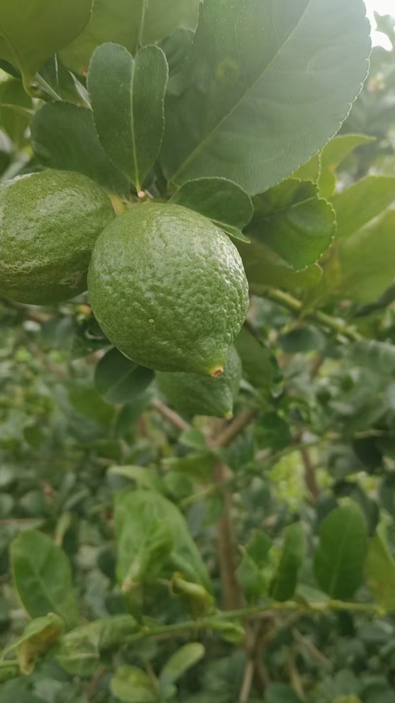 广西香水柠檬自种柠檬大量清场出