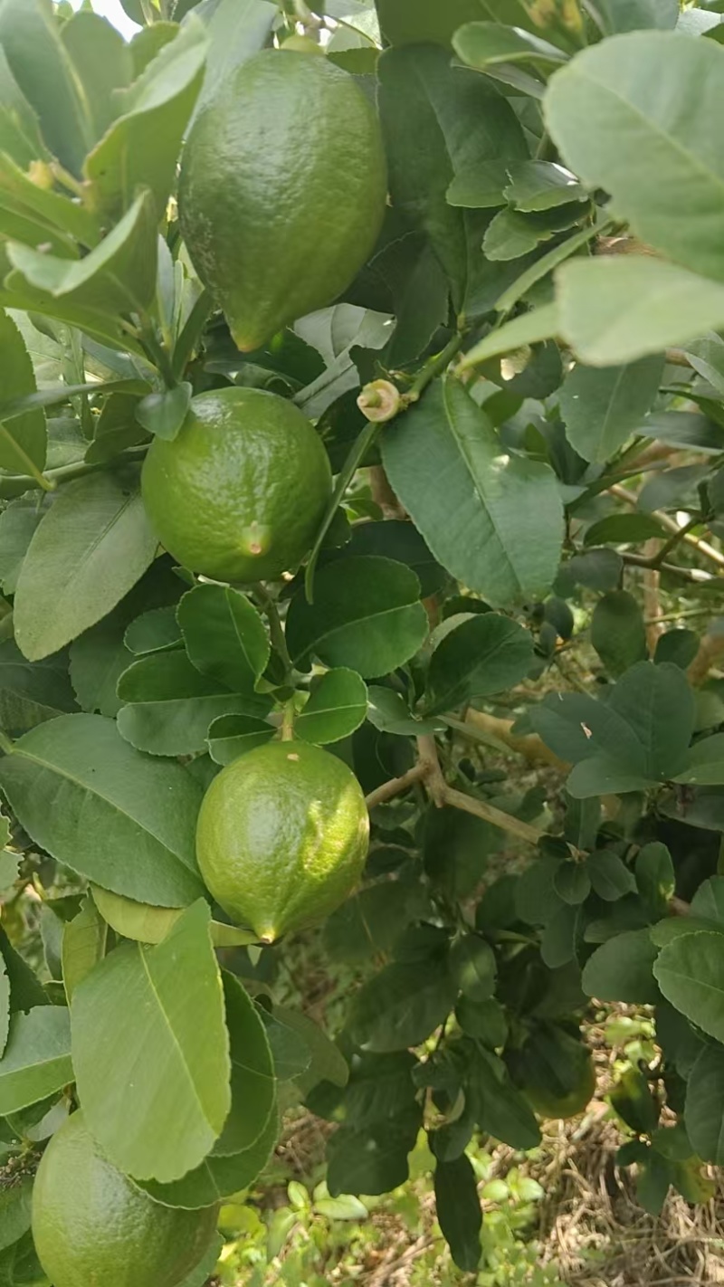 广西香水柠檬自种柠檬大量清场出