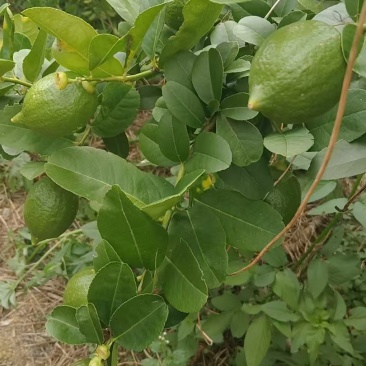 广西香水柠檬自种柠檬大量清场出
