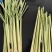 香茅草