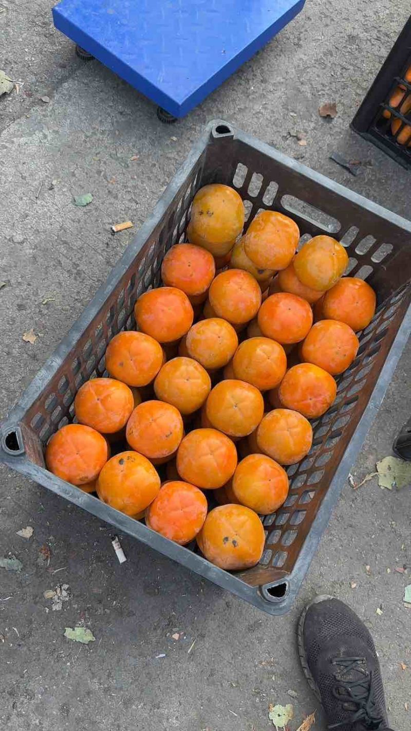 阳丰脆柿子