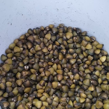 **新鲜贝壳便宜卖出，先到先得。